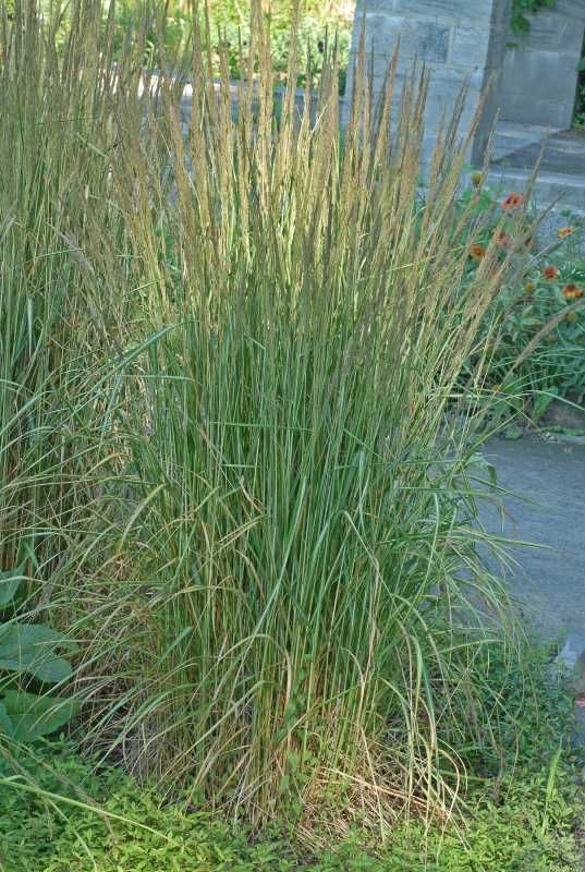 Best Ornamental Grasses
